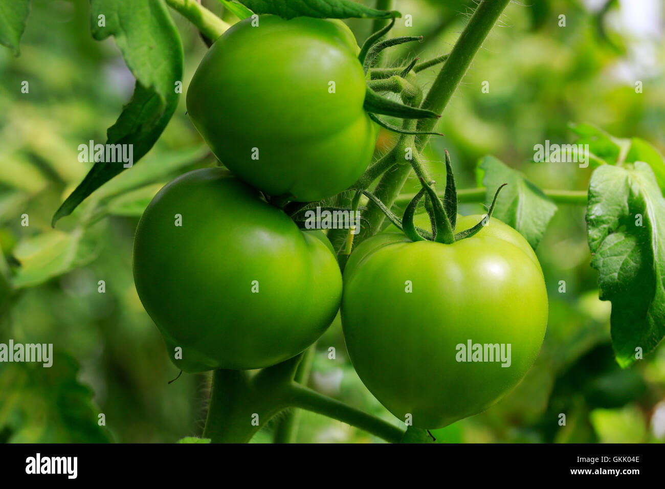 Close up of green trois tomates sur vigne en serre. Banque D'Images