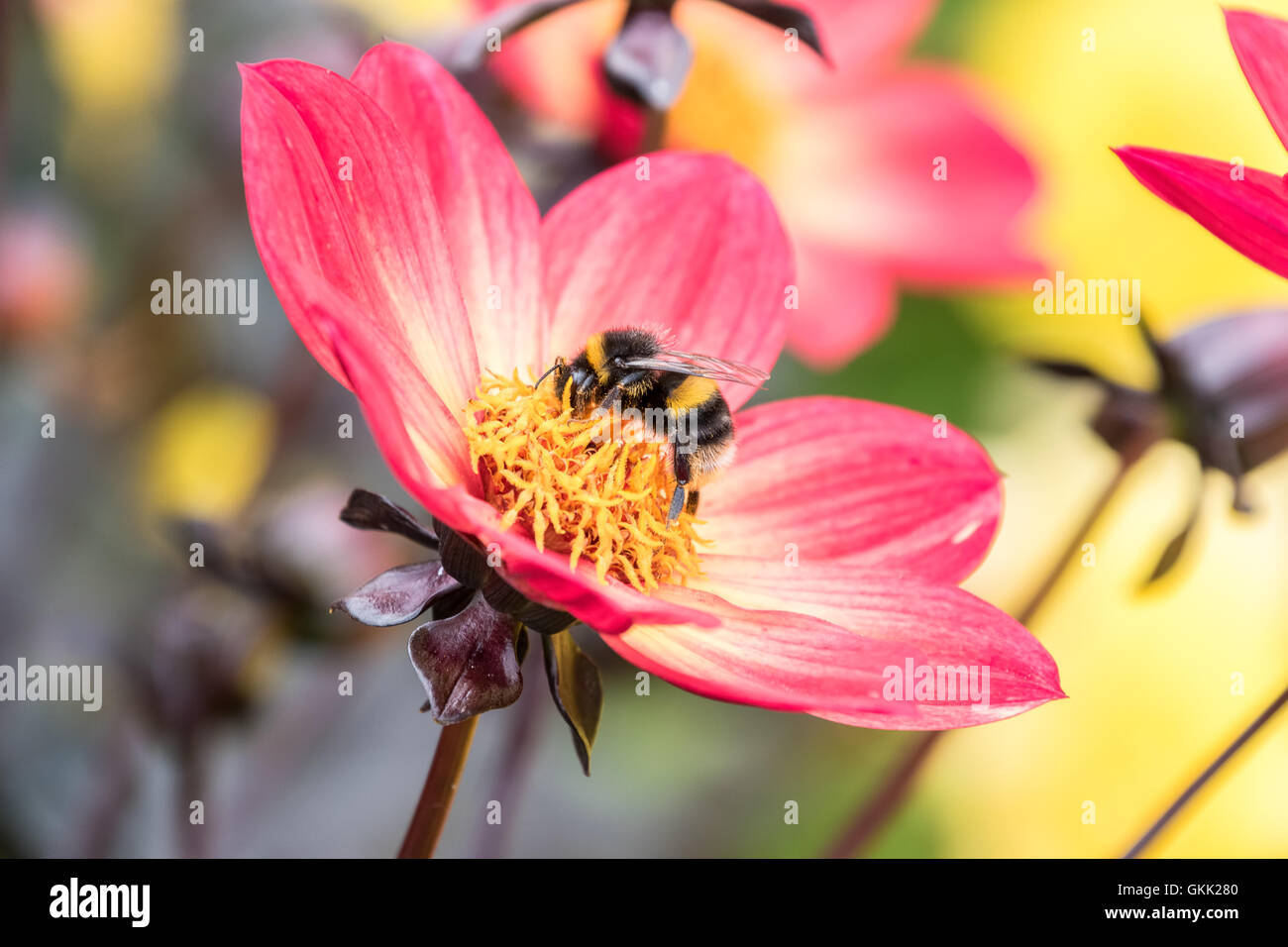 Bourdon la collecte du pollen d'une fleur Banque D'Images
