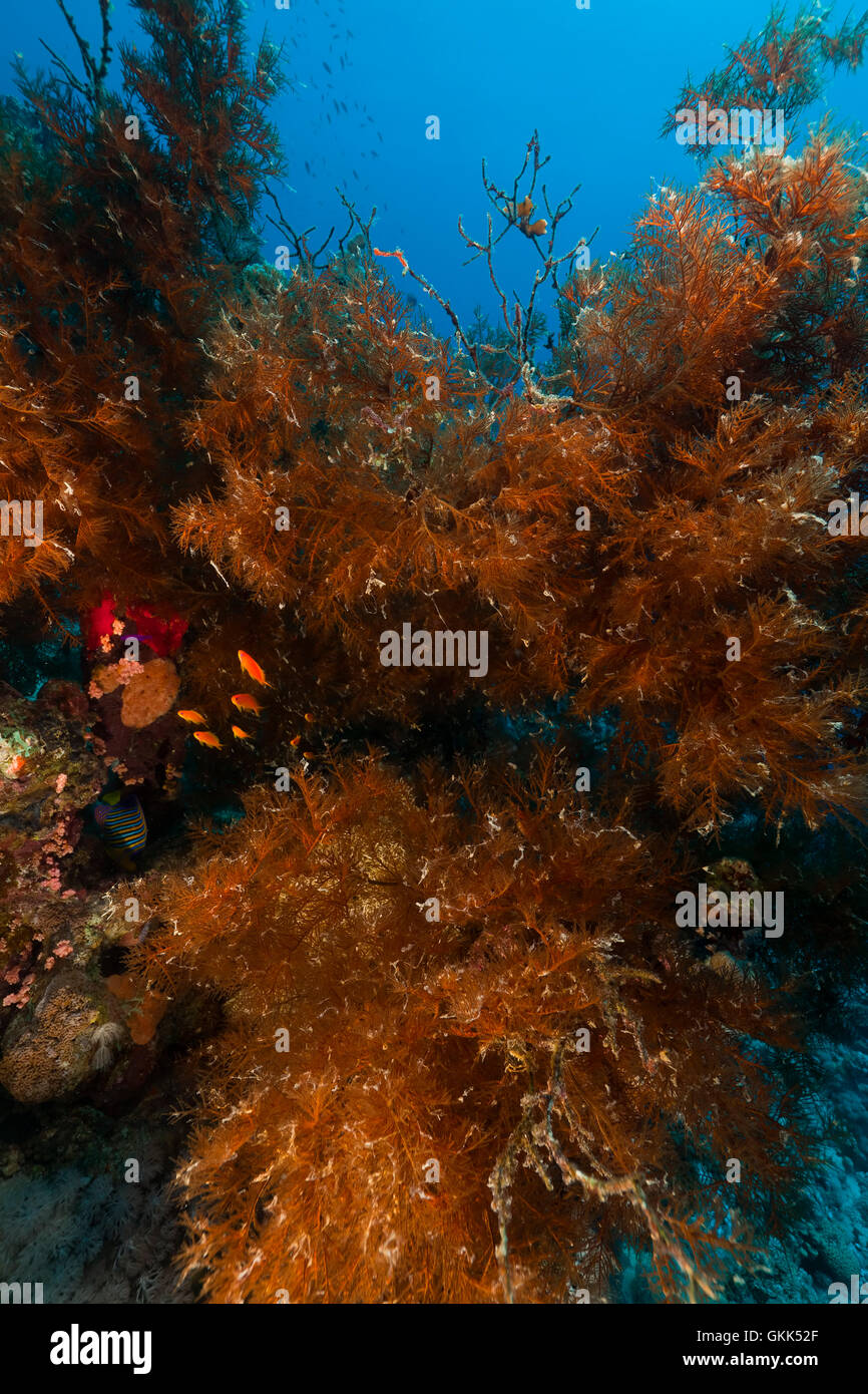 Branches corail noir dans la mer Rouge. Banque D'Images