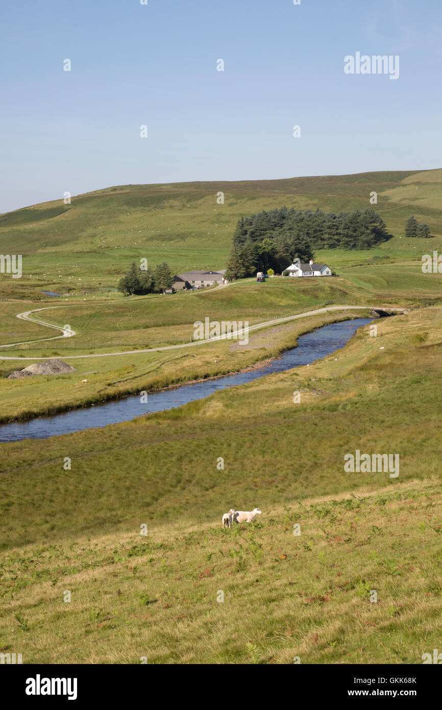 Gallois à distance ferme de montagne aux côtés d'Afan Elan river monts Cambriens Mid Wales Banque D'Images
