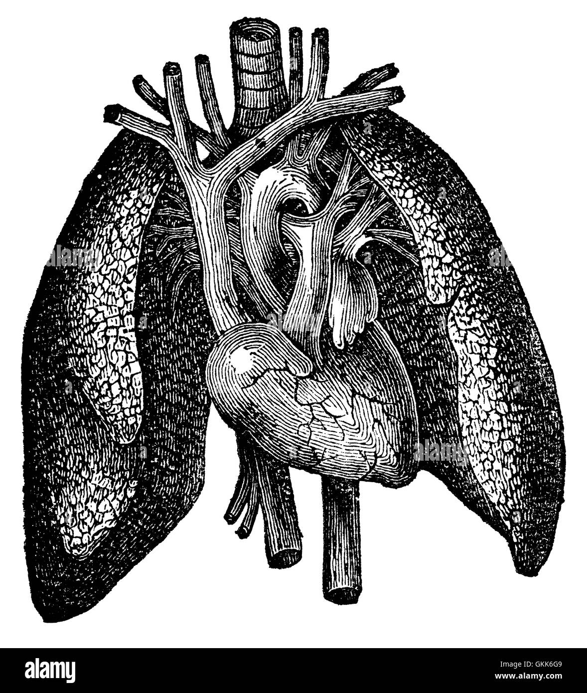 Gravure cardiaque et pulmonaire anatomique Banque D'Images
