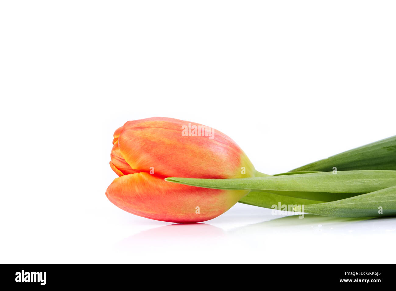 La tulipe rouge Banque D'Images