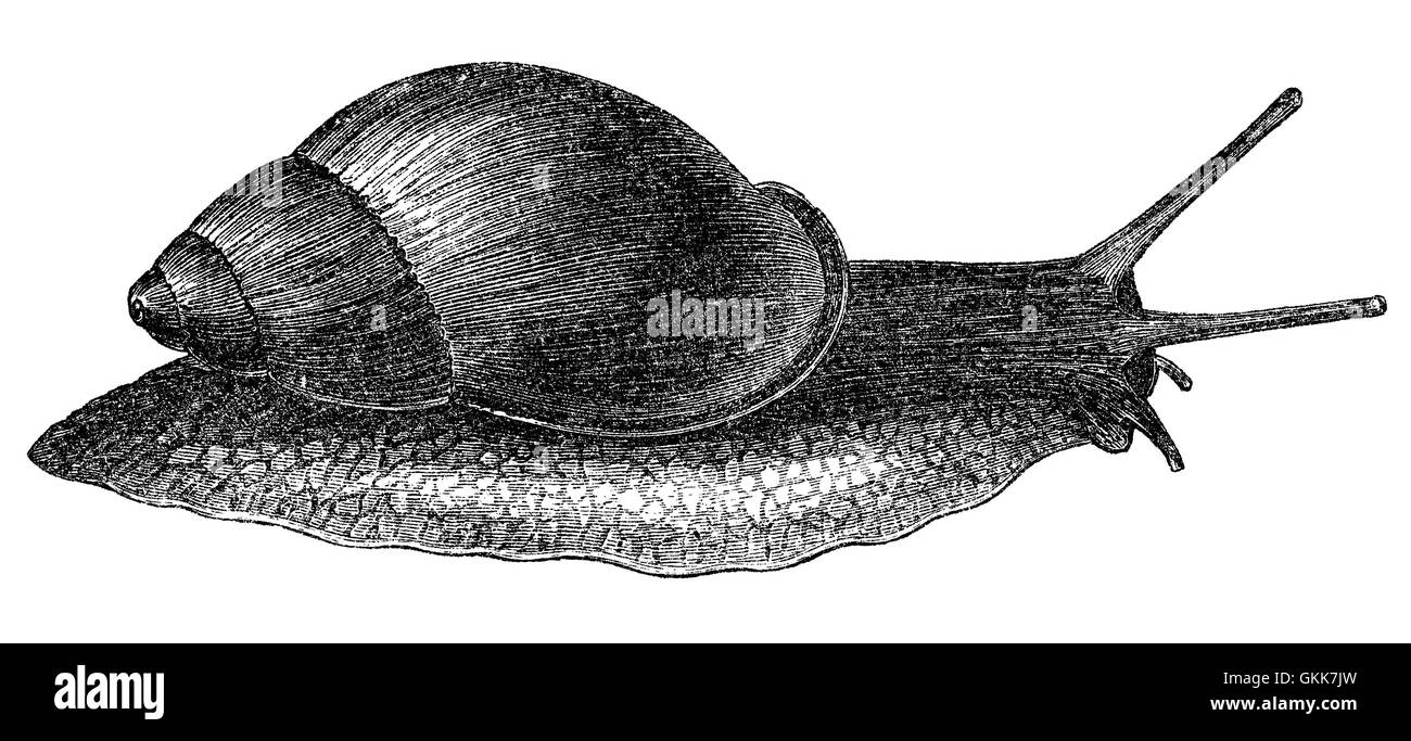 Illustration de l'escargot d'antiquités Banque D'Images