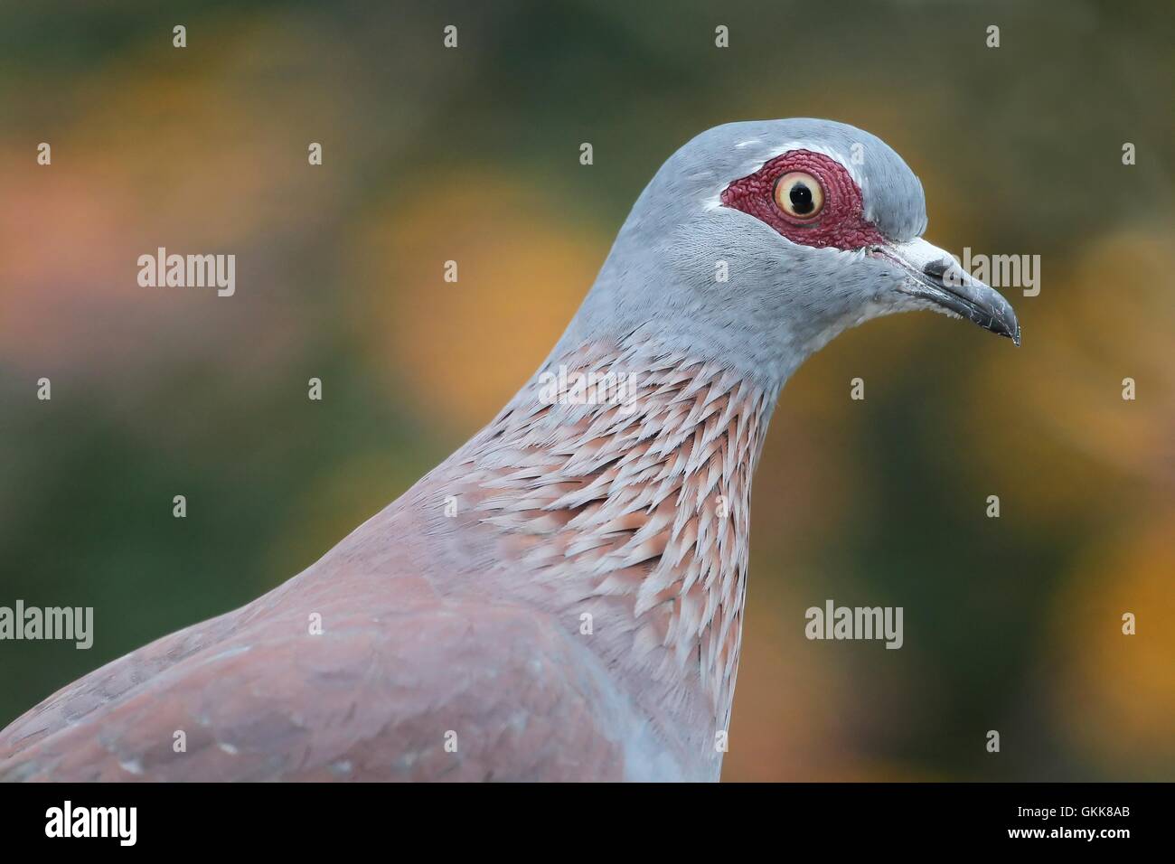 Oiseau Pigeon Rock Banque D'Images