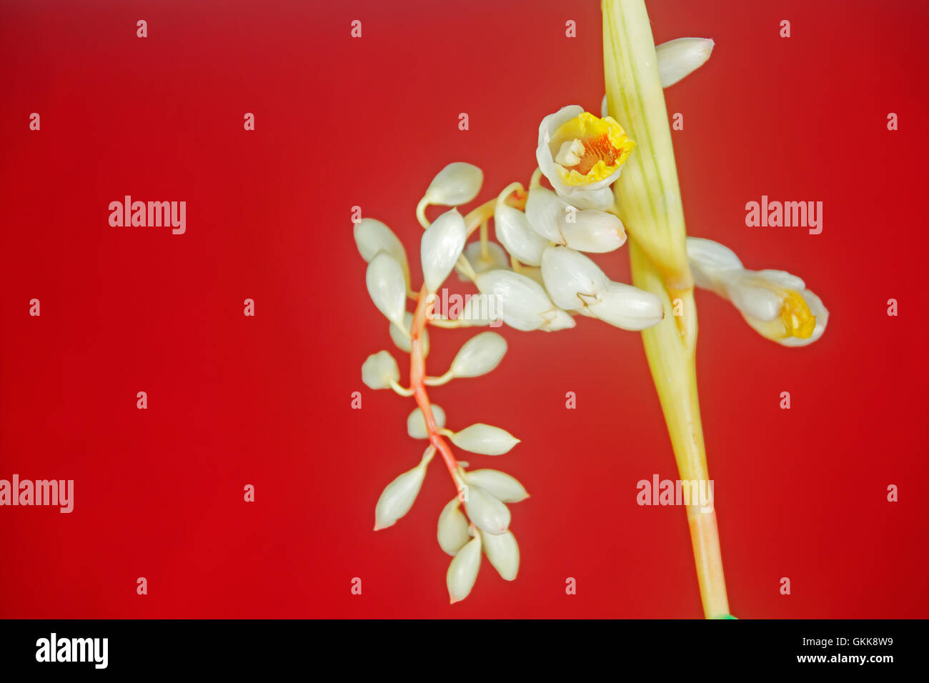 Gingembre coquille panaché Banque D'Images