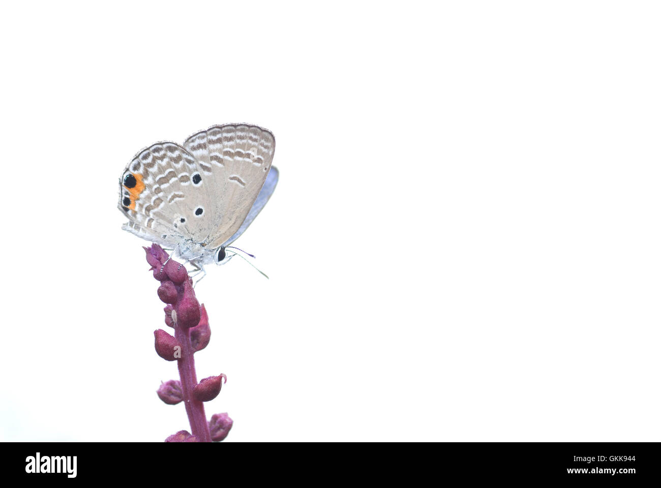 Papillon avec l'arrière-plan naturel Banque D'Images