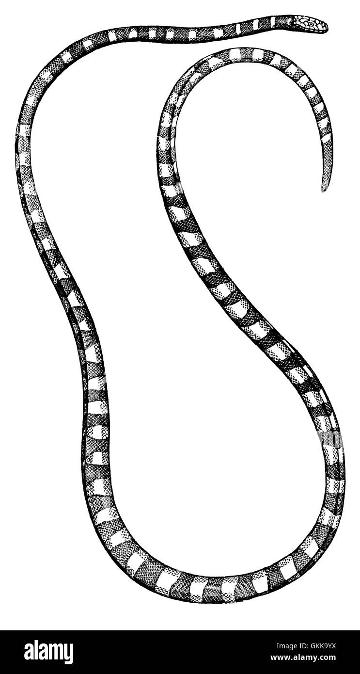 Serpent de mer antique gravure isolés contre White Banque D'Images