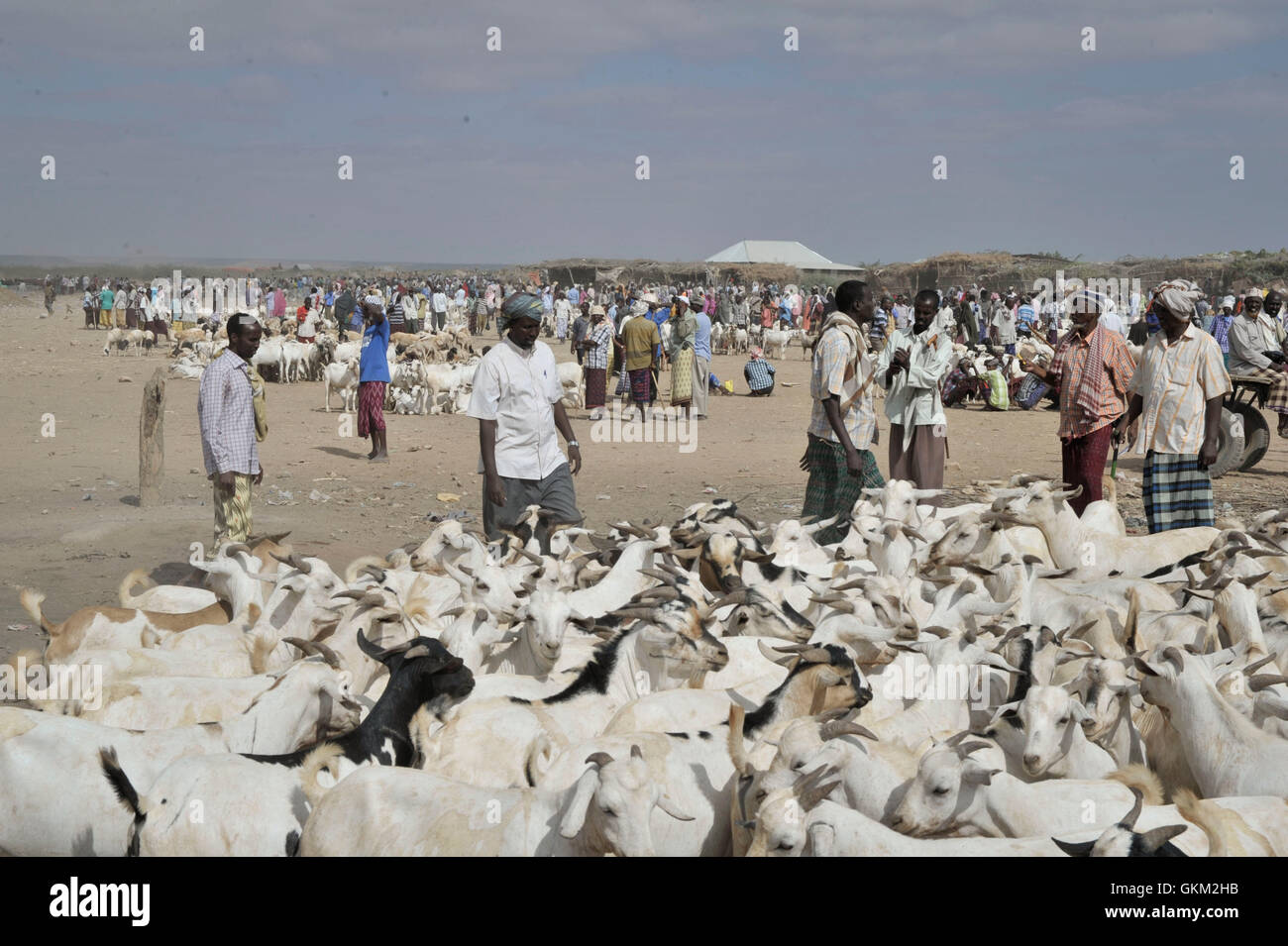 Le 20 février, des hommes vendent des chèvres sur l’un des plus grands marchés animaliers de Belet Weyne, situé à 315 km de Mogadiscio. Belet Weyne, libéré d'al-Shabab par les troupes éthiopiennes en 2011, est passé sous le contrôle du contingent djiboutien de l'AMISOM en 2012, aidant à rétablir la stabilité dans la région. Banque D'Images
