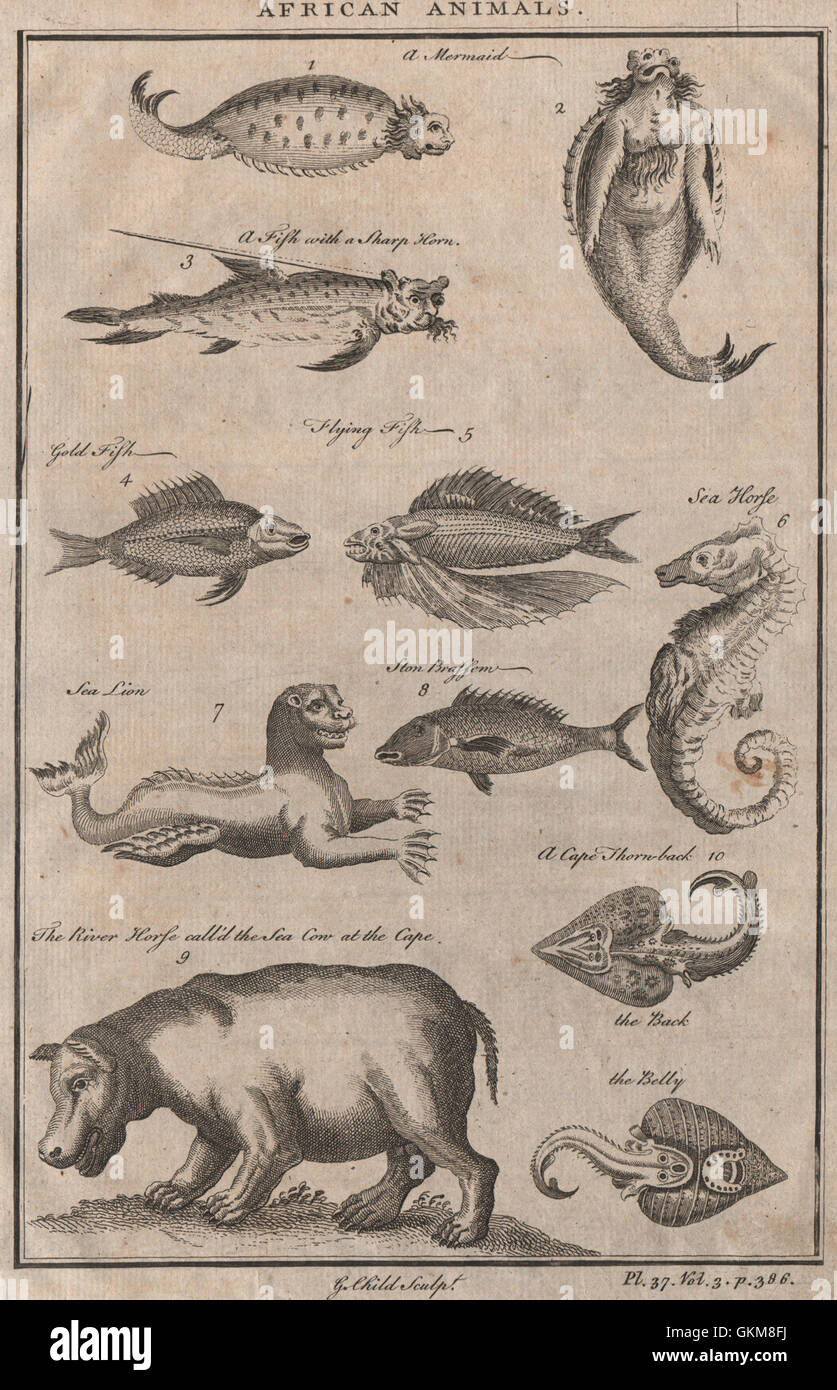 Animaux d'Afrique Mermaid sea lion cheval de rivière (Hippo) Poisson avec forte Horn, 1746 Banque D'Images