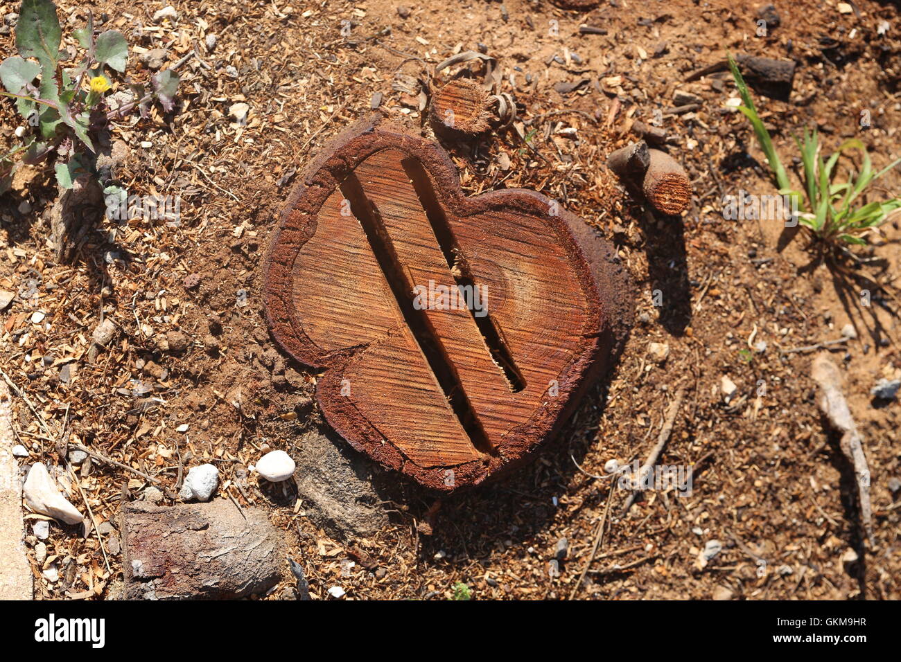 Couper l'arbre. Anneau d'arbres hachés avec deux fissures profondes. Deux gashs dans un tronc d'arbre coupé dans le domaine. Vue de dessus de l'arbre. Banque D'Images