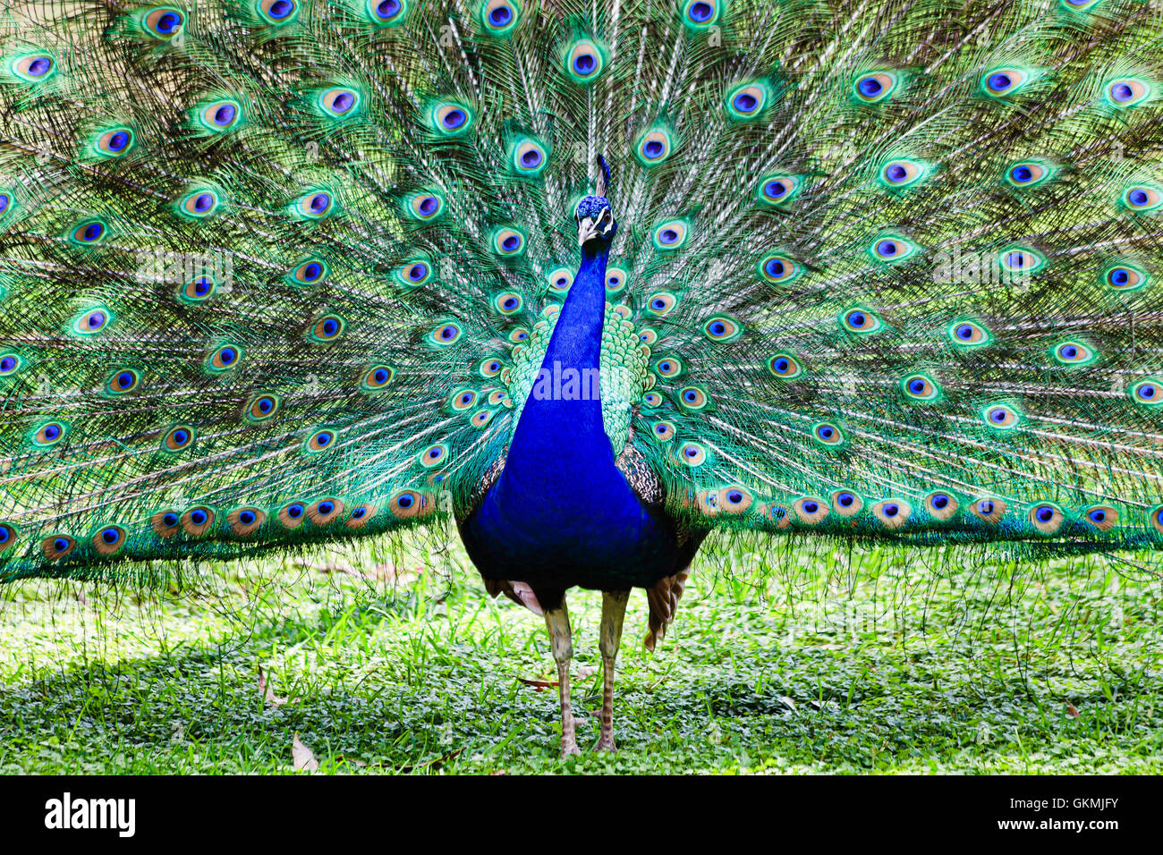 Oiseau paon coloré grand ouvert avec plein de longues plumes de queue debout sur une herbe verte. Banque D'Images