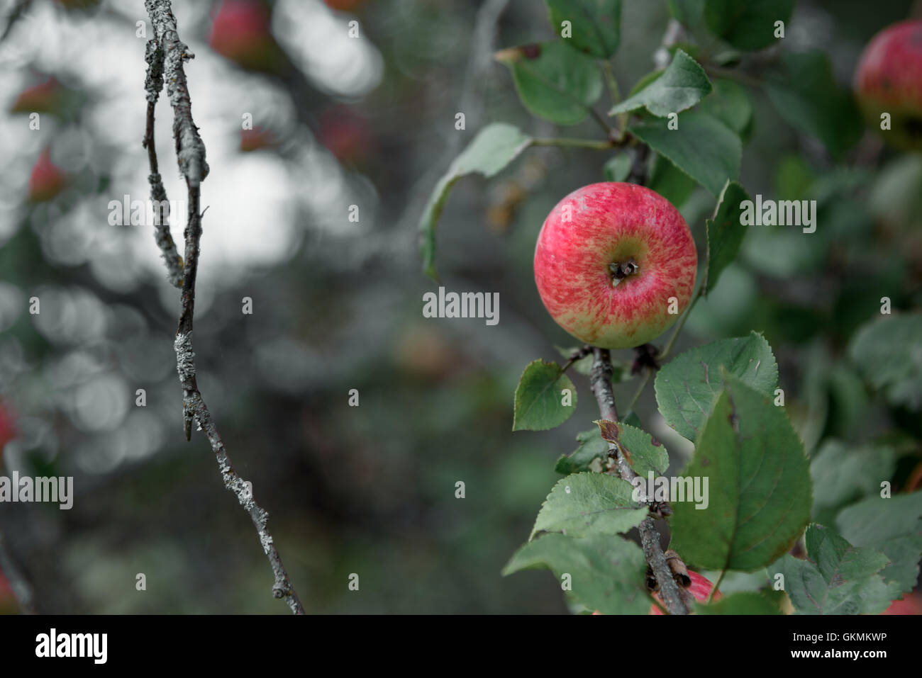 Apple rustique avec des pommes rouges sur le fond vert Banque D'Images