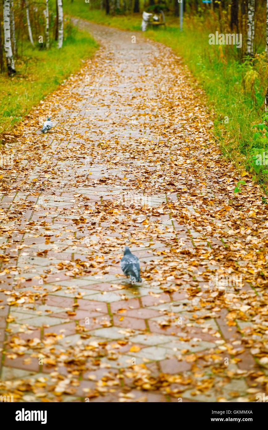 Lane couvert de feuillage jaune au parc de la ville de l'après-midi d'automne Banque D'Images