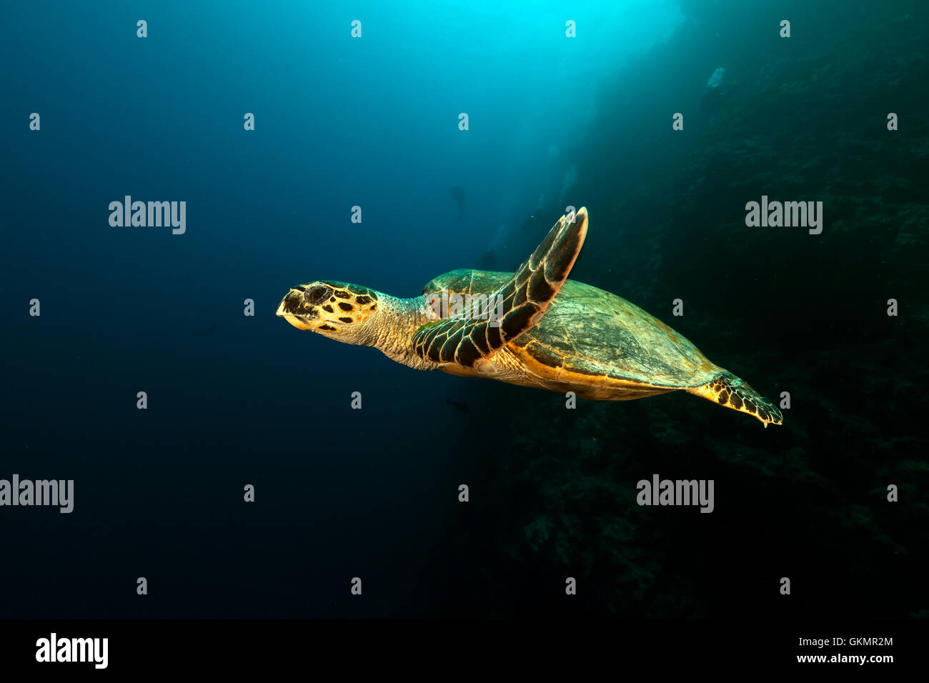 Tortue imbriquée dans la mer Rouge. Banque D'Images