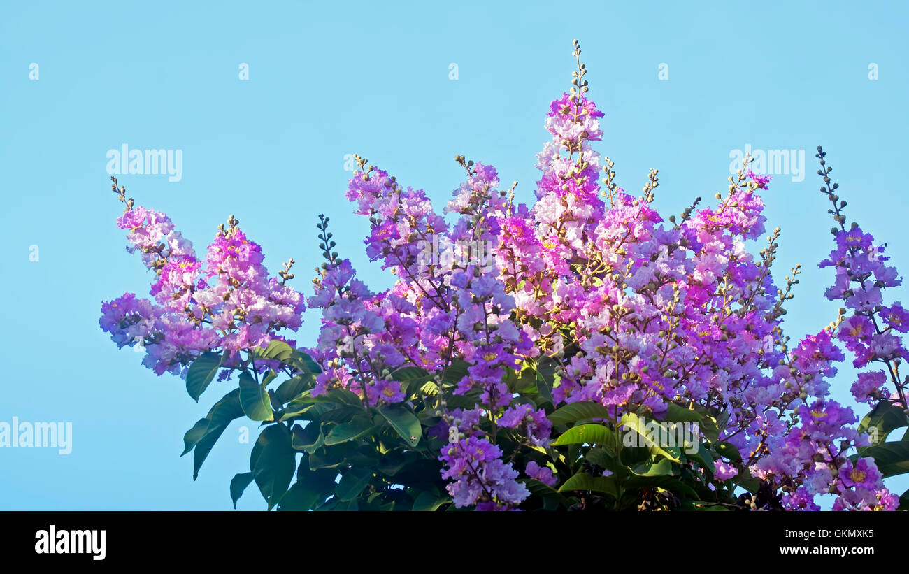 Crape myrtle fleurs Banque D'Images