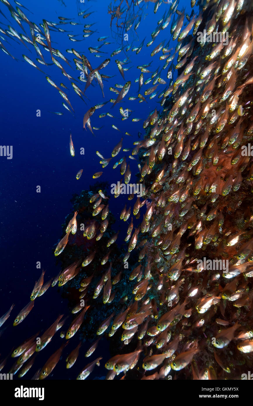 Balayeuses (ransonneti parapriacanthus d'or) dans la mer Rouge. Banque D'Images