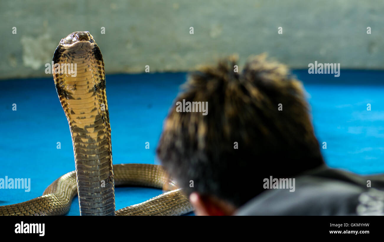 King Cobra dans le spectacle, Ao Nang, Krabi, Thaïlande Banque D'Images