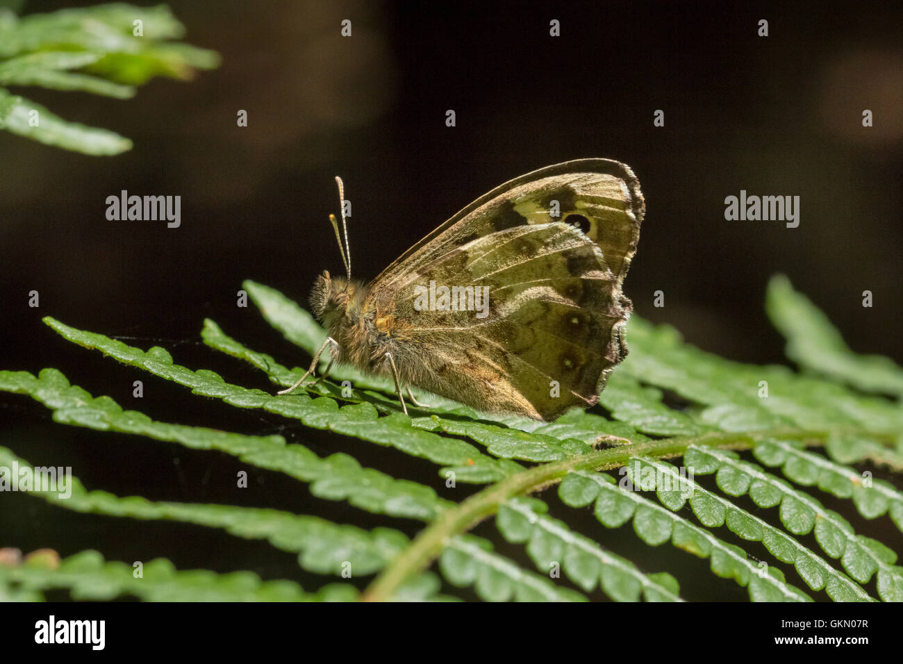 Papillon sur bois mouchetée de frondes de fougères Banque D'Images