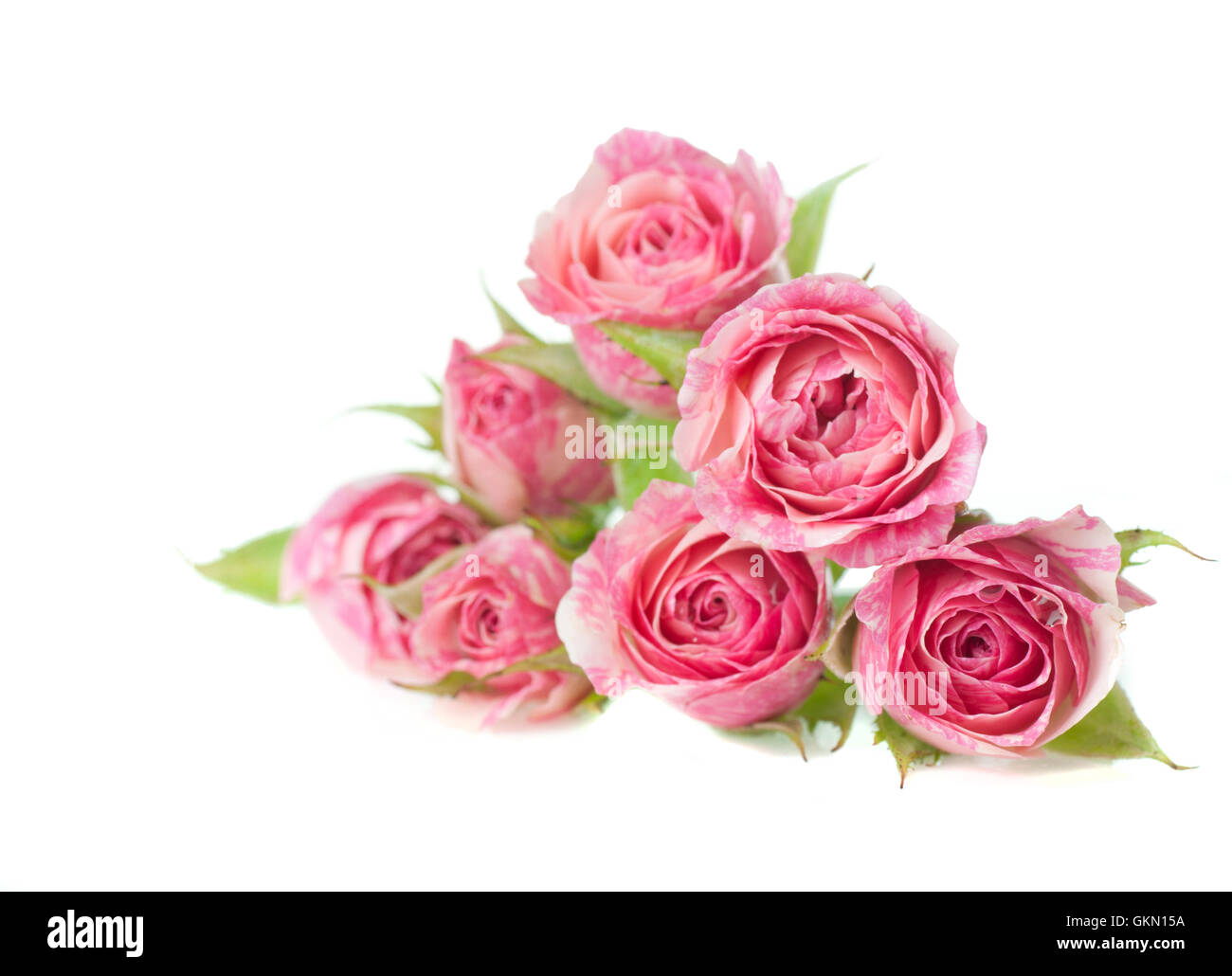 Bouquet de belles roses sur fond blanc Banque D'Images