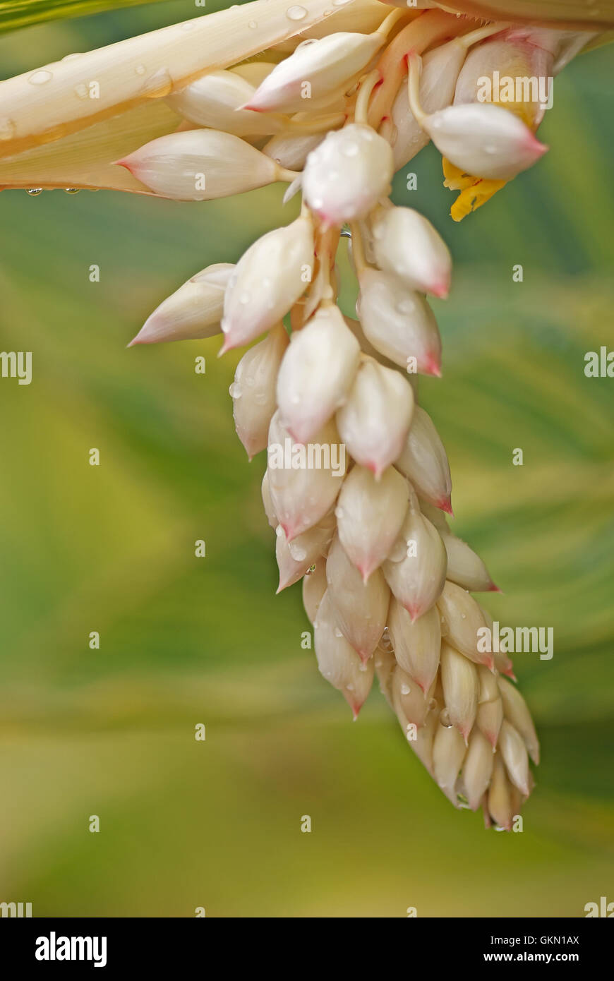 Gingembre coquille panaché Banque D'Images