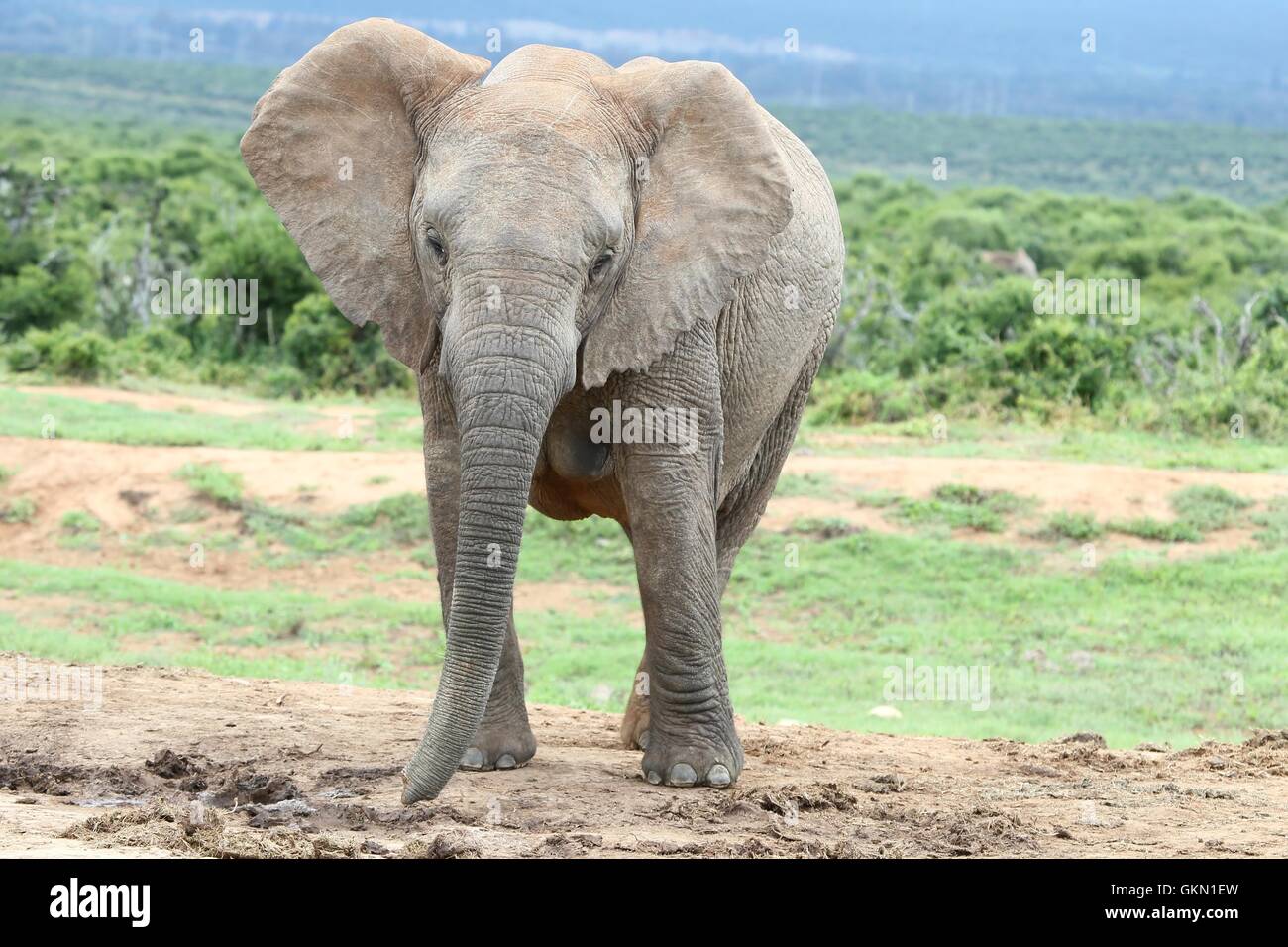 Femelle Éléphant d'Afrique Banque D'Images