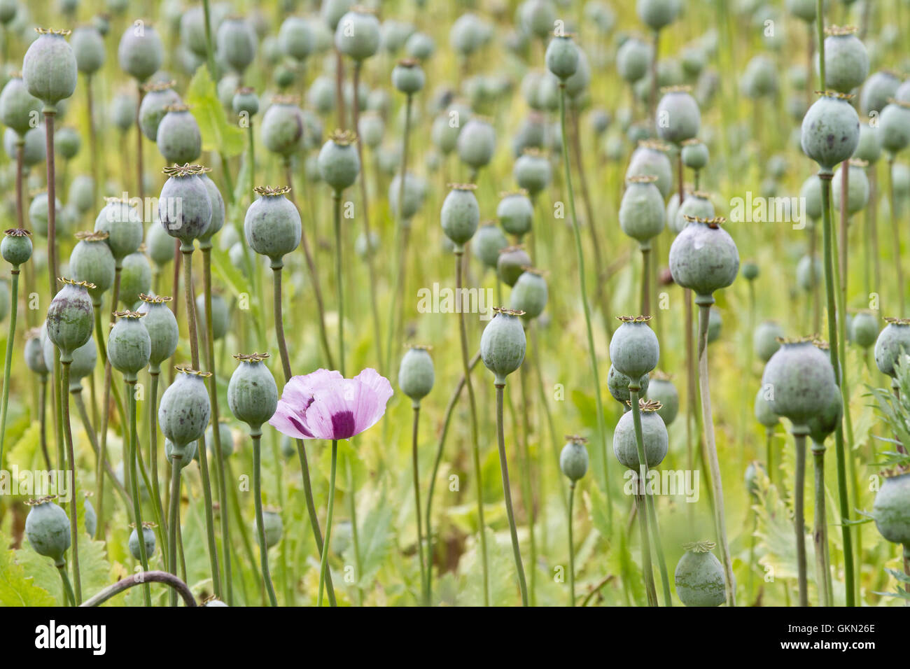 Le pavot à opium, Papaver somniferum cultivé pour la production d'opiacés médicaux Banque D'Images