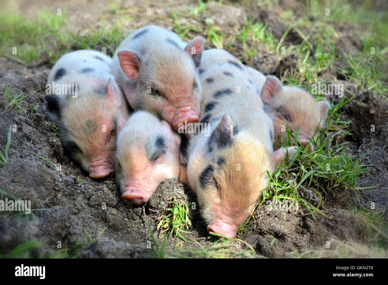 Un groupe de jeunes porcs sont ensemble. Banque D'Images