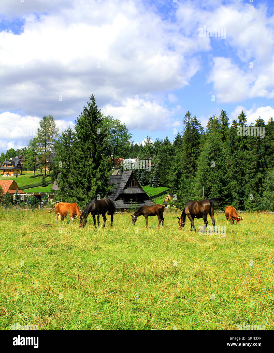 Troupeau de chevaux et de vaches broutant dans un pré en automne Banque D'Images Troupeau de chevaux et de vaches broutant dans un pré en automne Banque D'Images