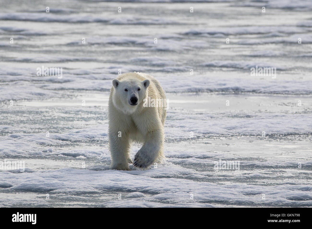 L'ours blanc, Ursus maritimus, promenades à travers la glace, Svalbard, de l'Arctique. Banque D'Images