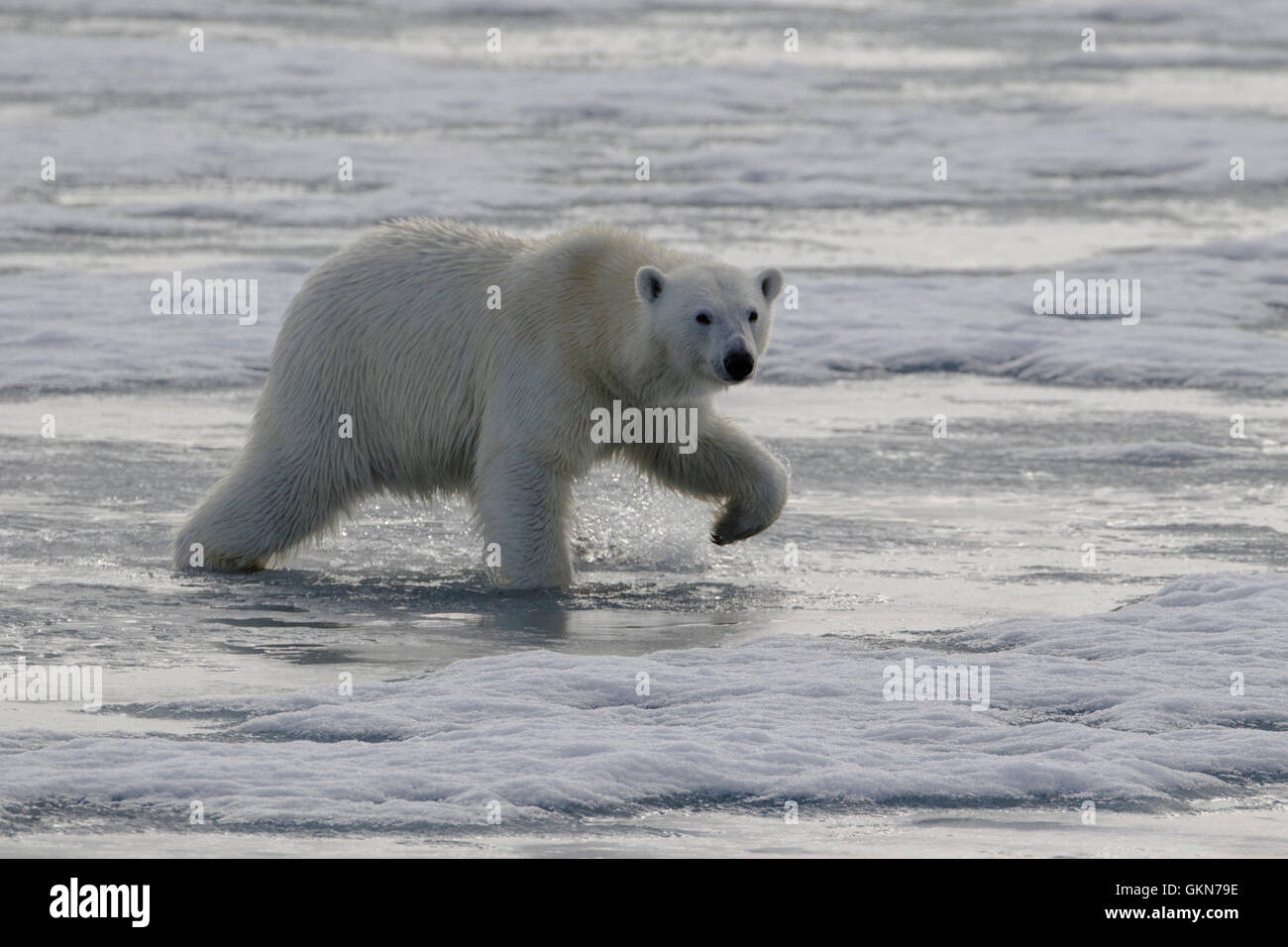 L'ours blanc, Ursus maritimus, promenades à travers la glace, Svalbard, de l'Arctique. Banque D'Images