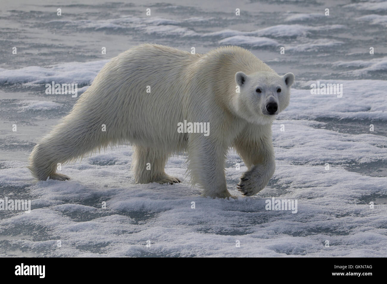 L'ours blanc, Ursus maritimus, promenades à travers la glace, Svalbard, de l'Arctique. Banque D'Images
