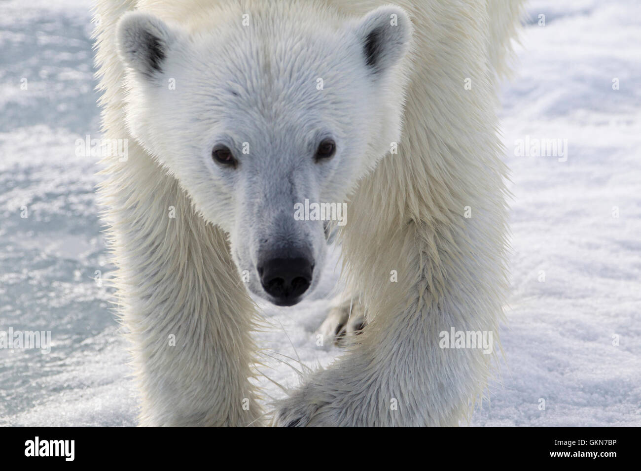 Visage de Polar Bear in close up Banque D'Images