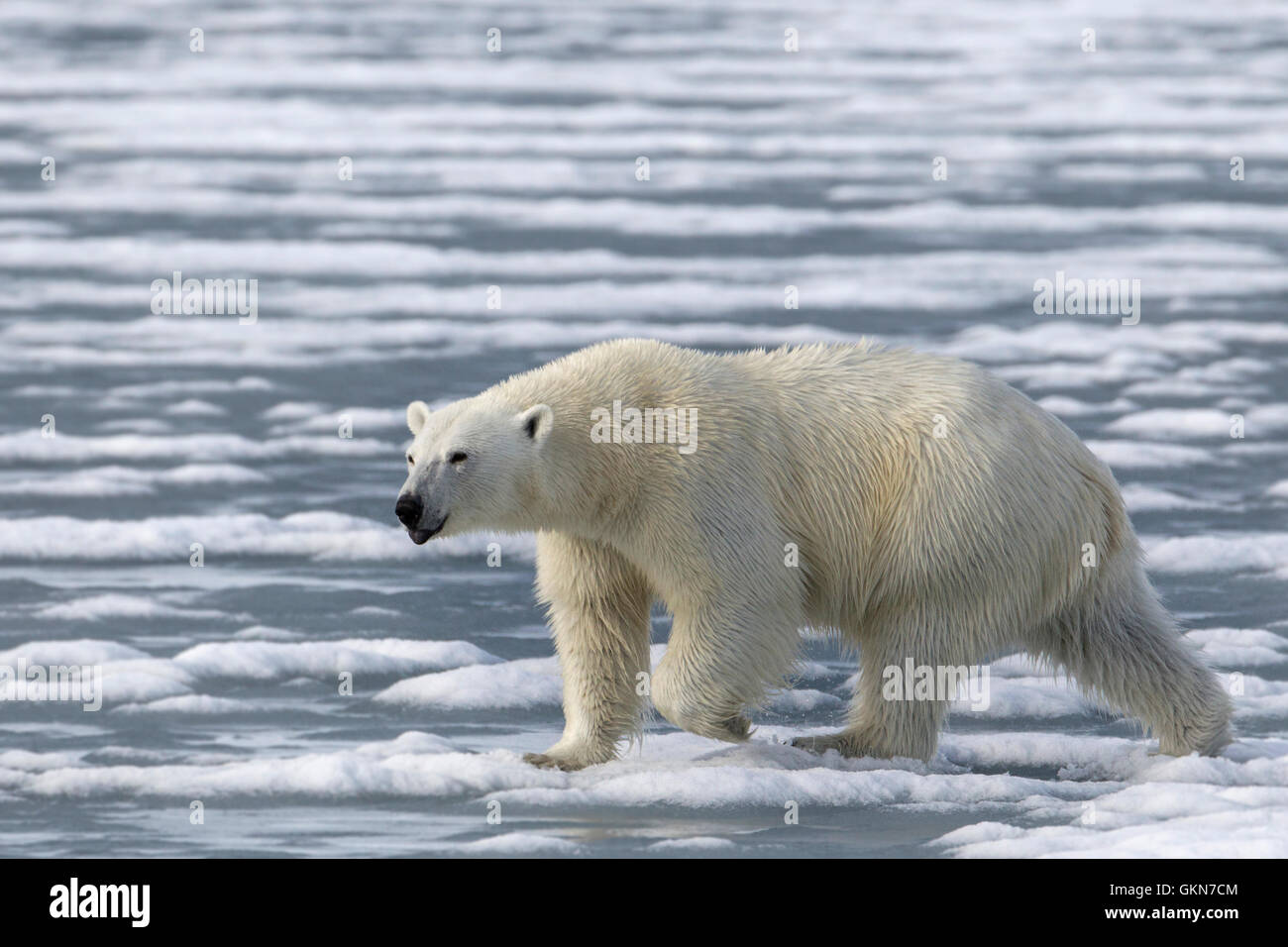 L'ours polaire mâle marche à travers la banquise Banque D'Images