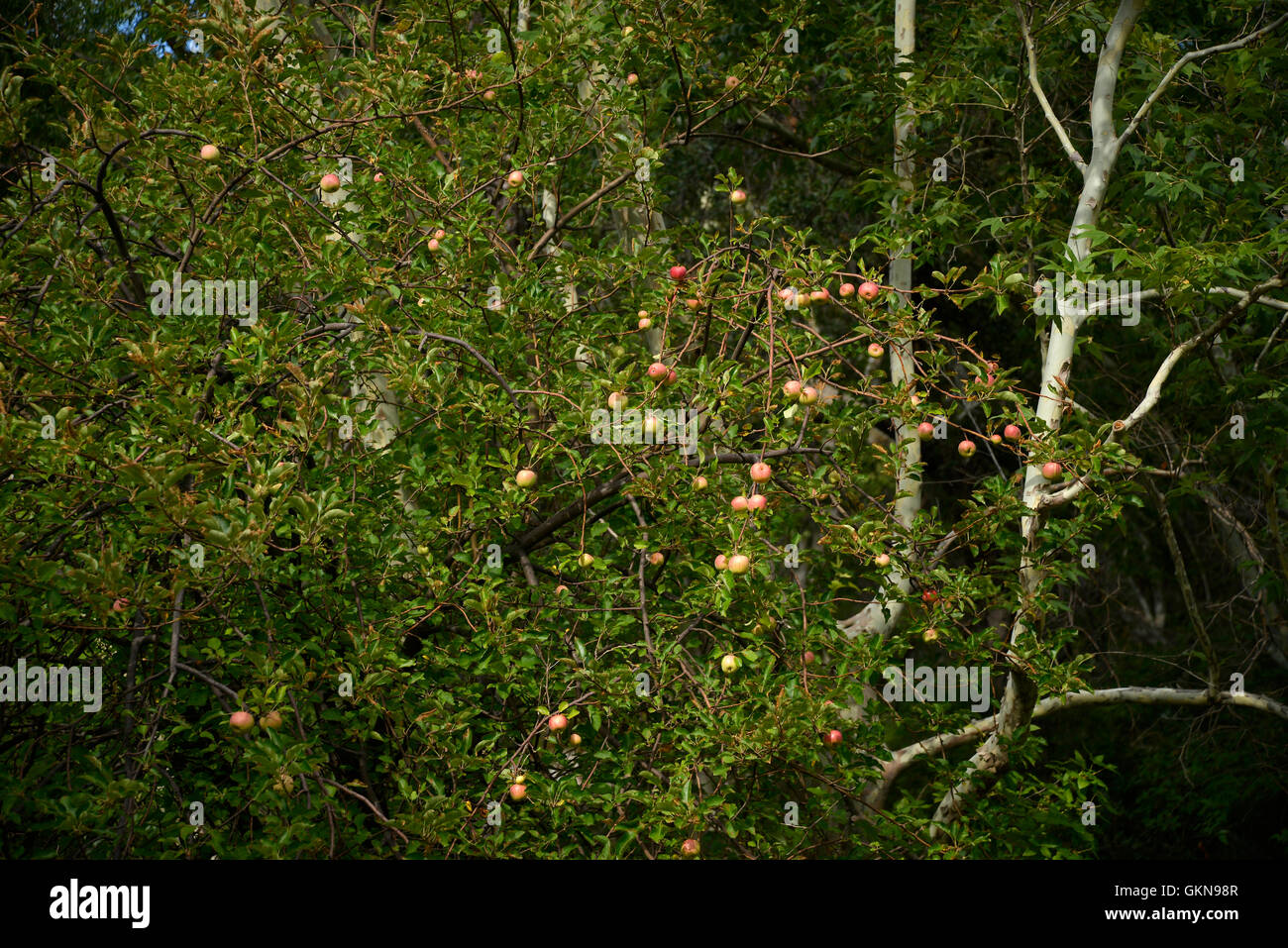 Les pommes poussent sur un arbre bénévoles le long d'un ruisseau à Santa Rita Mountains, Coronado National Forest, désert de Sonora, en Arizona, USA. Banque D'Images