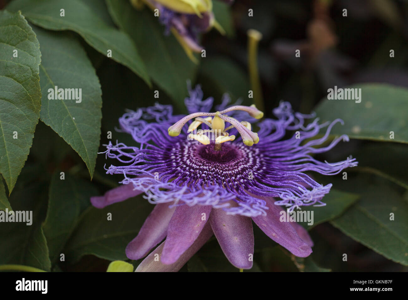 Fleur de la passion Passiflora caerulea sur une vigne dans un jardin en été Banque D'Images