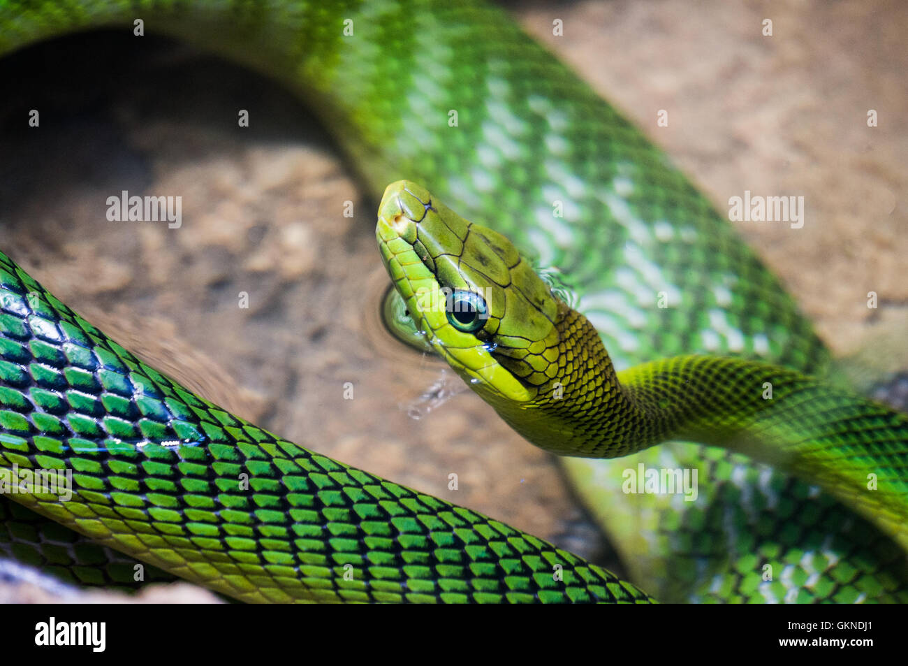 Queue de rat rouge vert serpent, avec le corps recroquevillé Banque D'Images