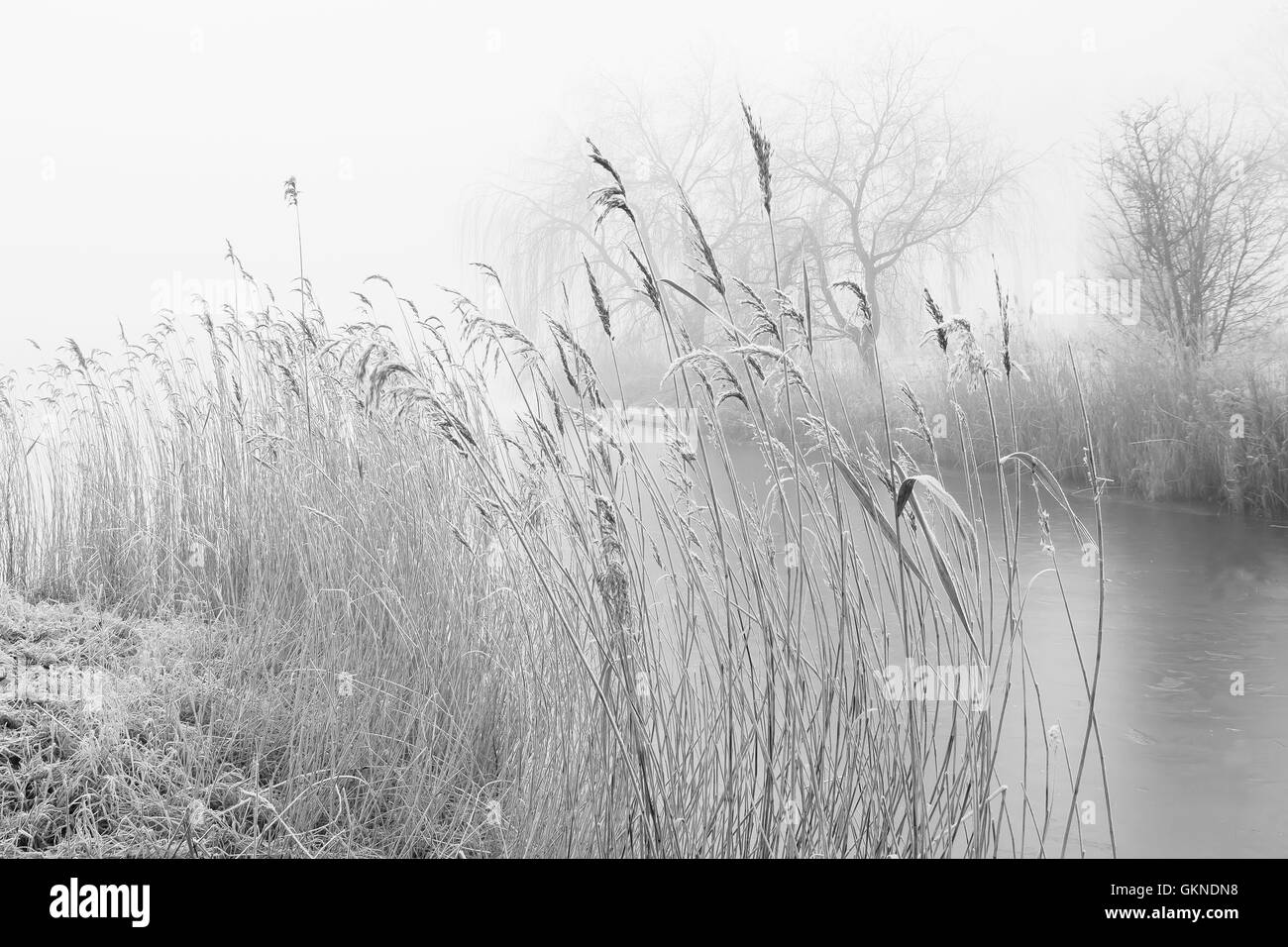 Paysage brumeux avec Reed et arbres Banque D'Images