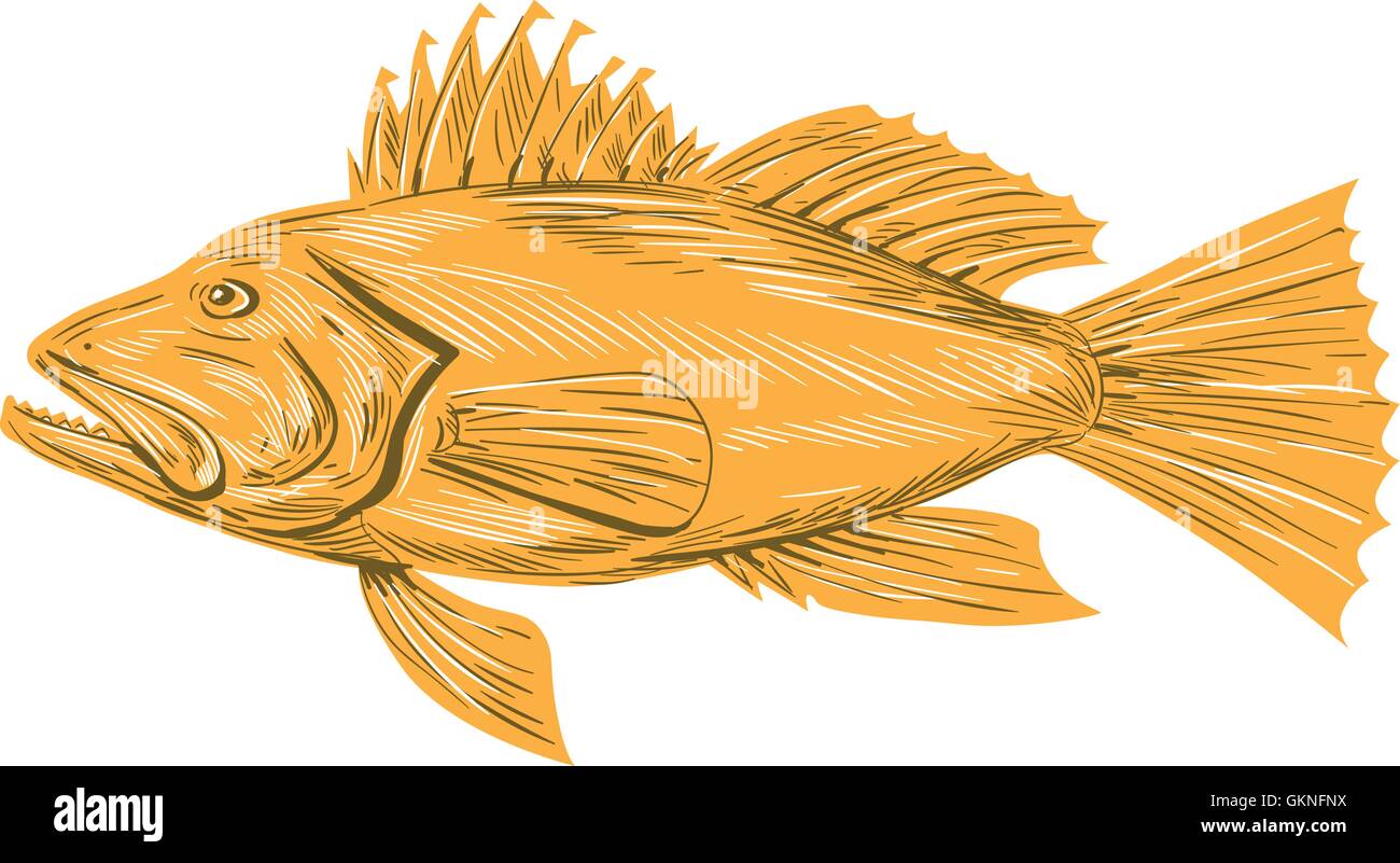 Croquis dessin illustration d'un style Black sea bass ou Centropristis striata, un groupeur exclusivement marins depuis le côté isolé sur fond blanc. Illustration de Vecteur