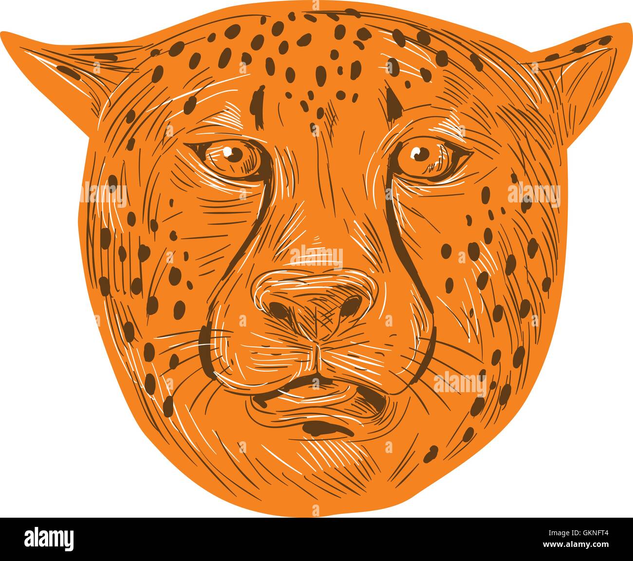 Style croquis dessin illustration d'une tête de guépard face à l'avant fixé sur un fond blanc. Illustration de Vecteur
