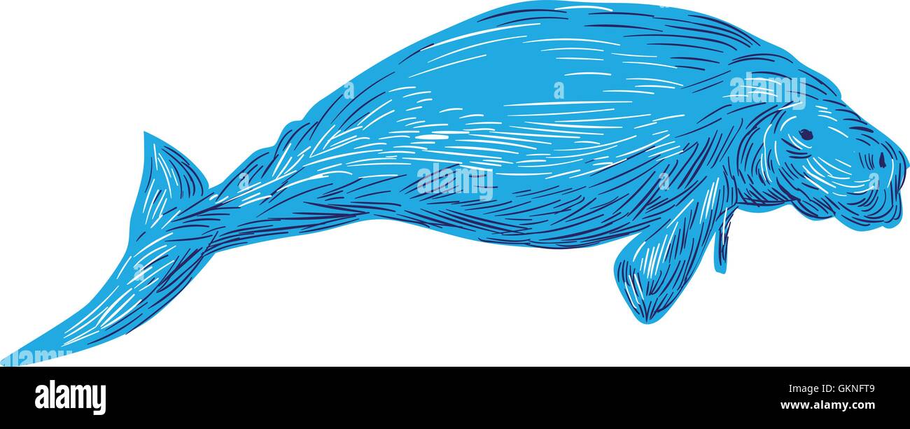 Style croquis dessin illustration d'un dugong marine mammal vu de côté situé sur fond blanc isolé. Illustration de Vecteur