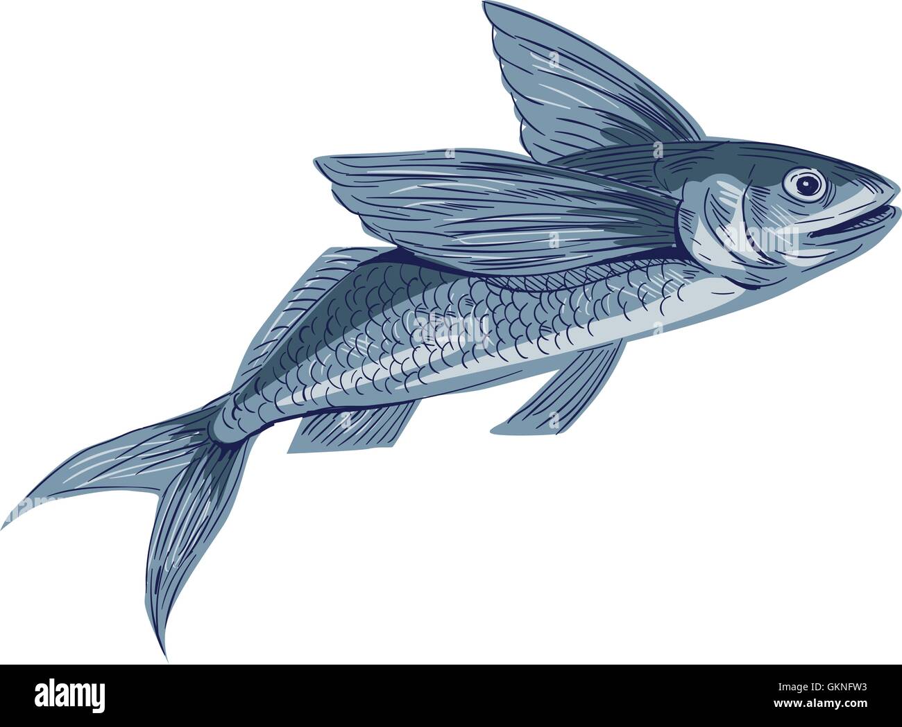 Croquis dessin illustration style de poisson volant ou Exocoetidae, une famille de poissons marins dans l'ordre de la classe des Actinoptérygiens Beloniformes vu du côté situé sur fond blanc isolé Illustration de Vecteur