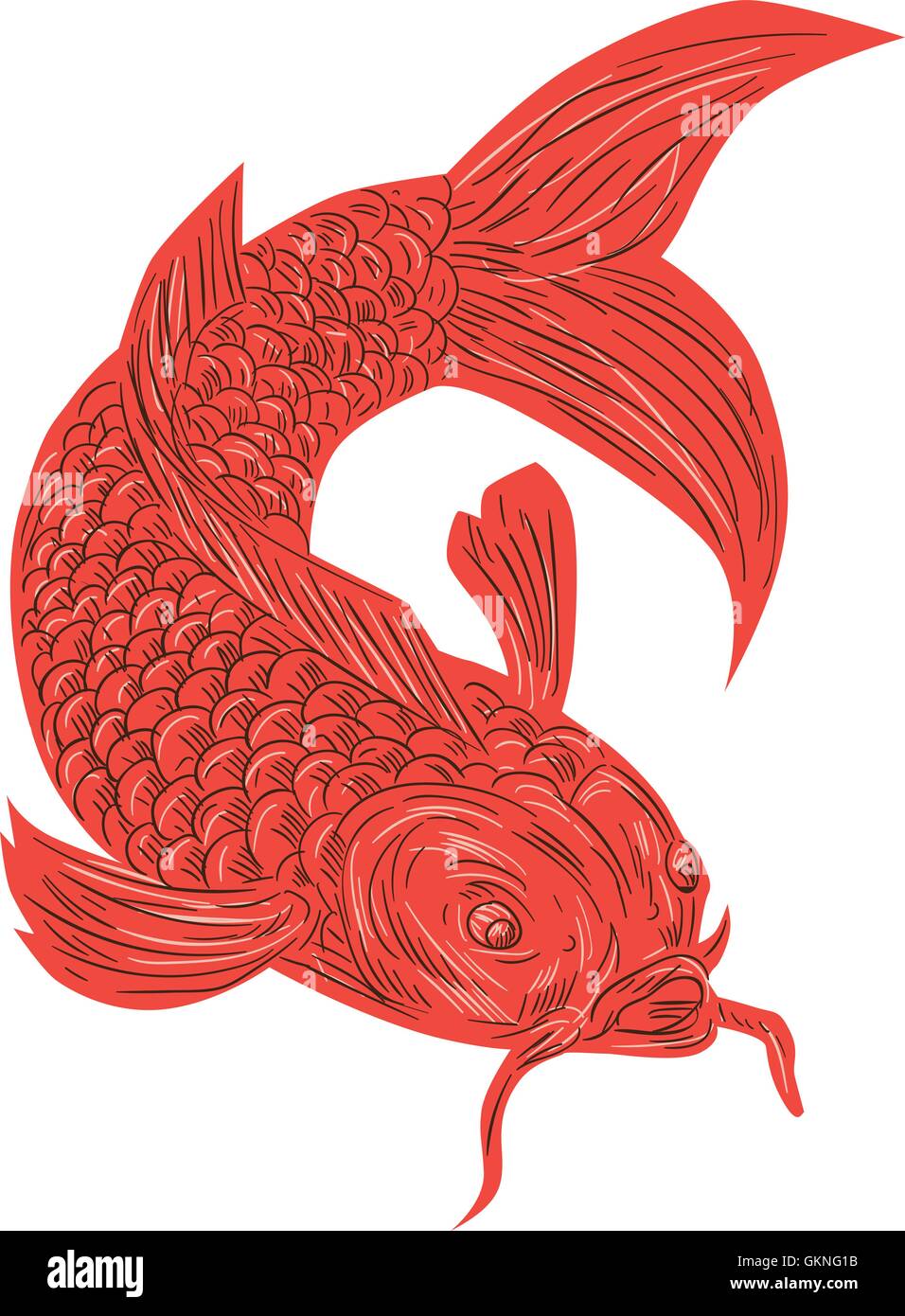 Croquis dessin illustration d'un style koi nishikigoi poissons truite rouge situé sur fond blanc isolé. Illustration de Vecteur