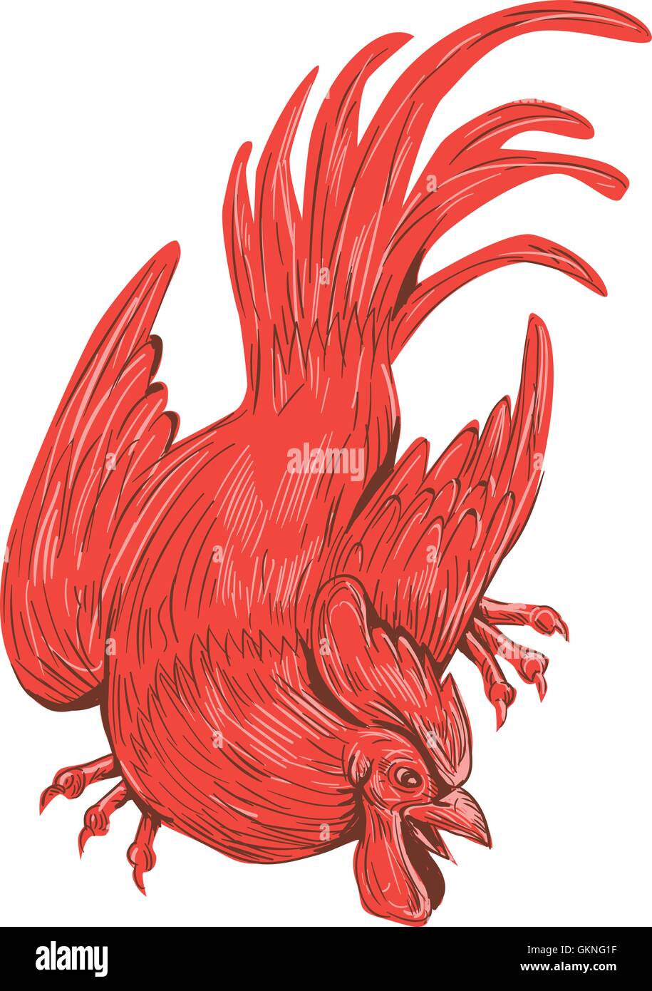 Croquis dessin illustration de style d'un poulet coq accroupi vue de l'avant ensemble isolées sur fond blanc. Illustration de Vecteur
