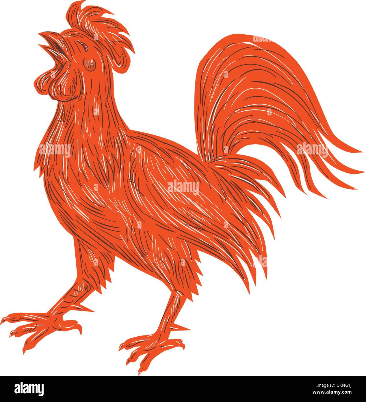 Croquis dessin illustration de style d'un poulet coq qui chantent depuis le côté isolé sur fond blanc. Illustration de Vecteur