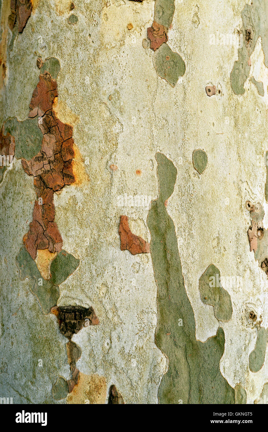 Avion à destination de Londres l'écorce des arbres pattern texture naturelle Banque D'Images