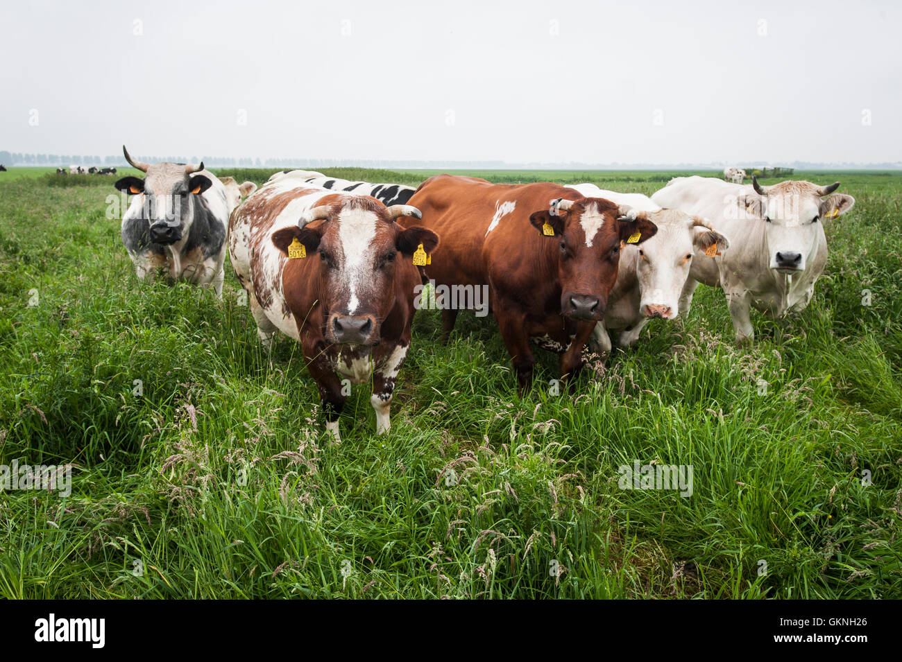 Bovins viande dans graslands dans une ferme Banque D'Images