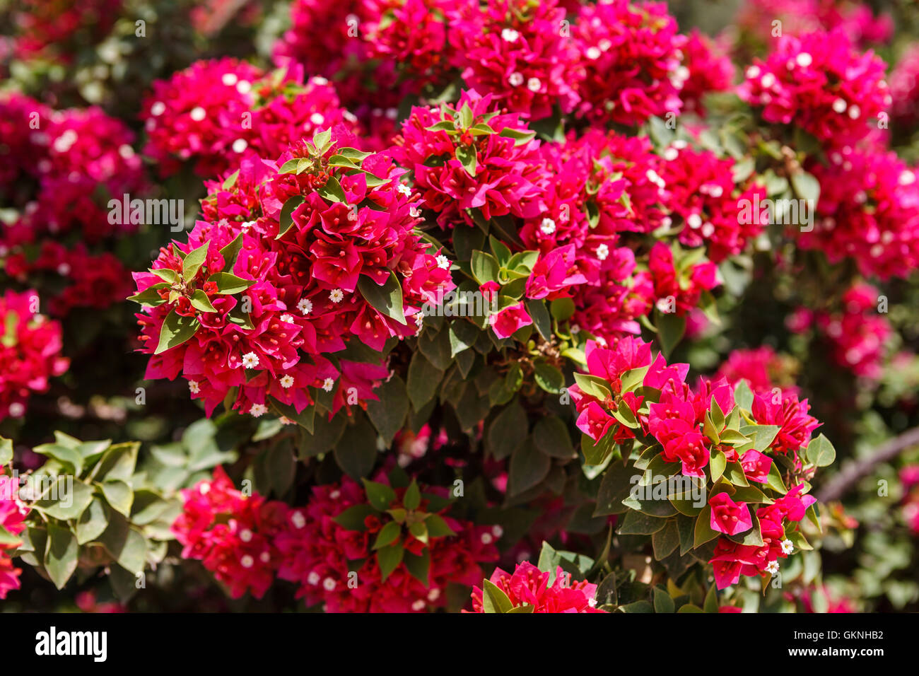 Flore méditerranéenne - Fleurs de bougainvilliers Banque D'Images