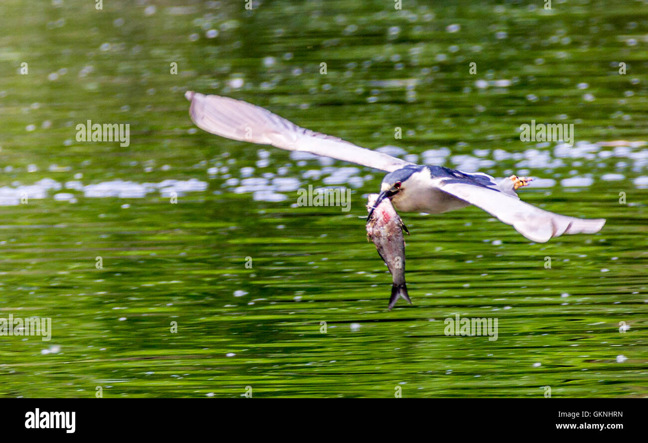 Bihoreau gris noir volant capturé un poisson Banque D'Images
