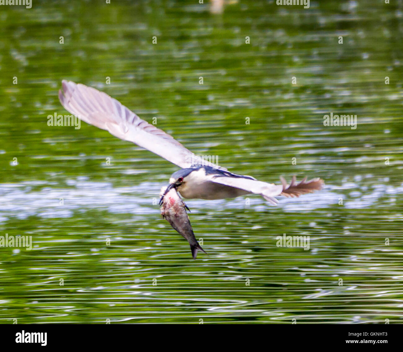 Bihoreau gris noir volant capturé un poisson Banque D'Images