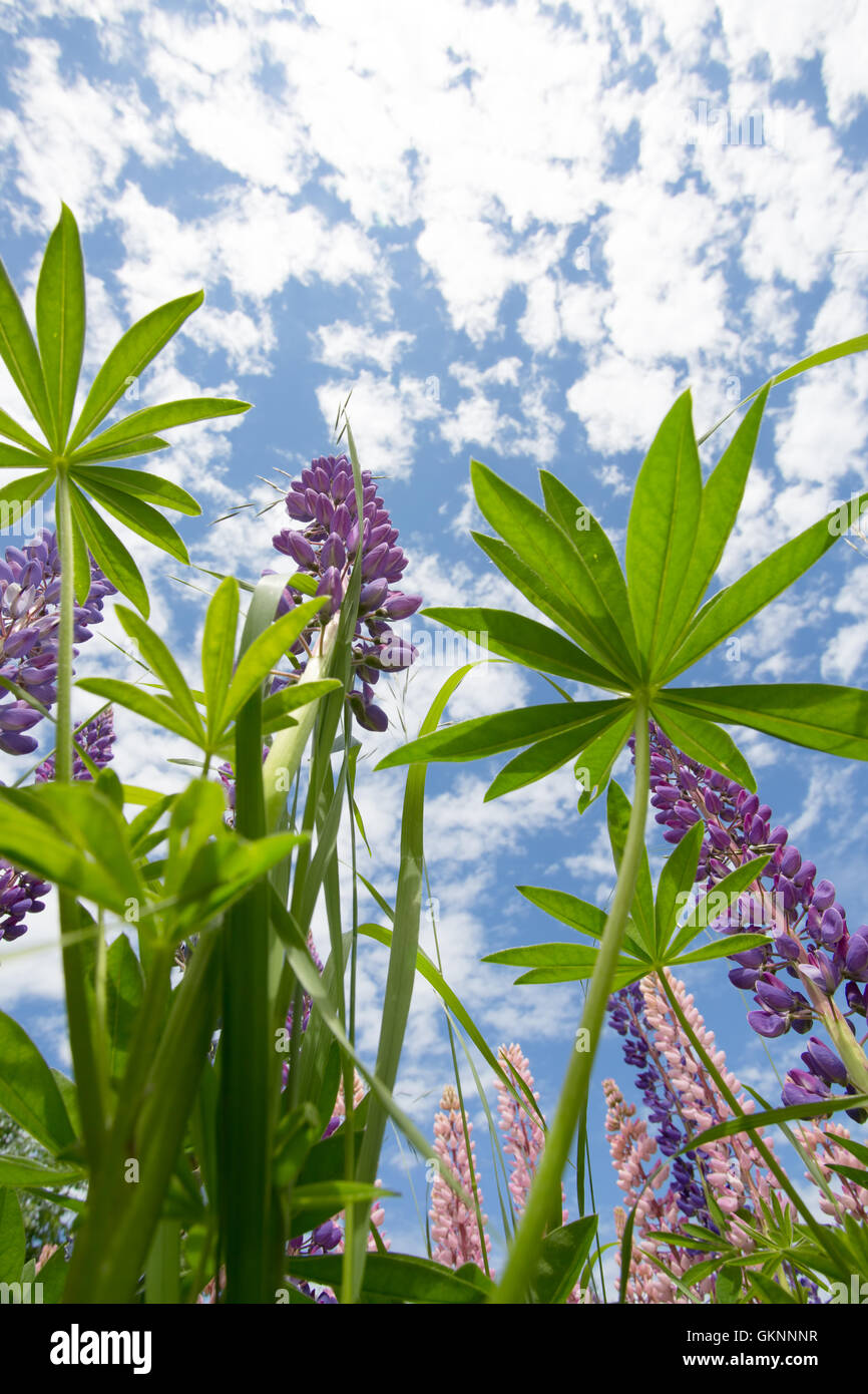 Vue sur le lupin vivace fleurit de ci-dessous à la recherche jusqu'à blue sky Banque D'Images